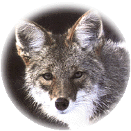 coyotec.gif (26018 bytes)